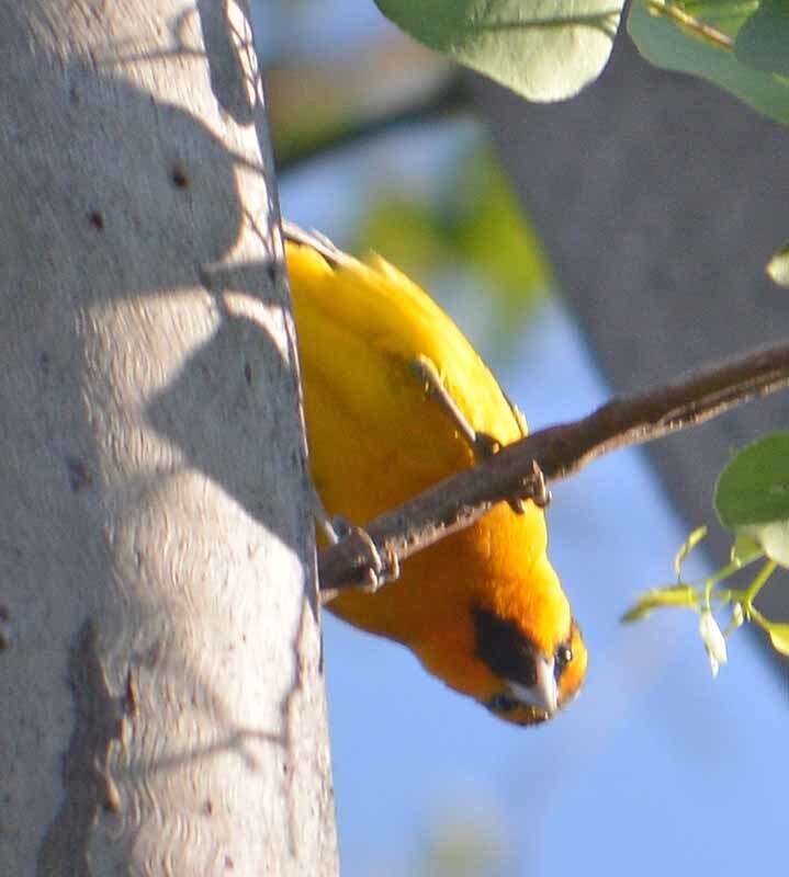 Image de Oriole de Bullock