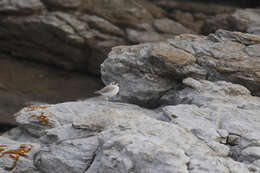 صورة Charadrius marginatus marginatus Vieillot 1818