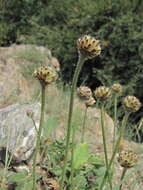 Image of Cephalaria dagestanica Bobrov