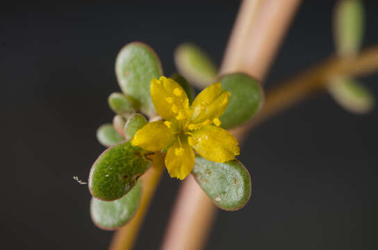 Image of Portulaca nitida (Danin & H. G. Baker) C. Ricceri & P. V. Arrigoni