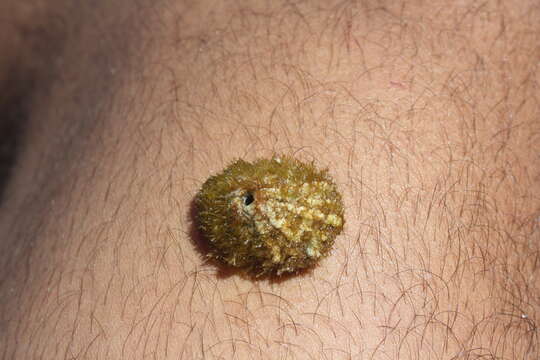 Image of knobbed keyhole limpet