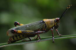 Image of Variegated grasshopper