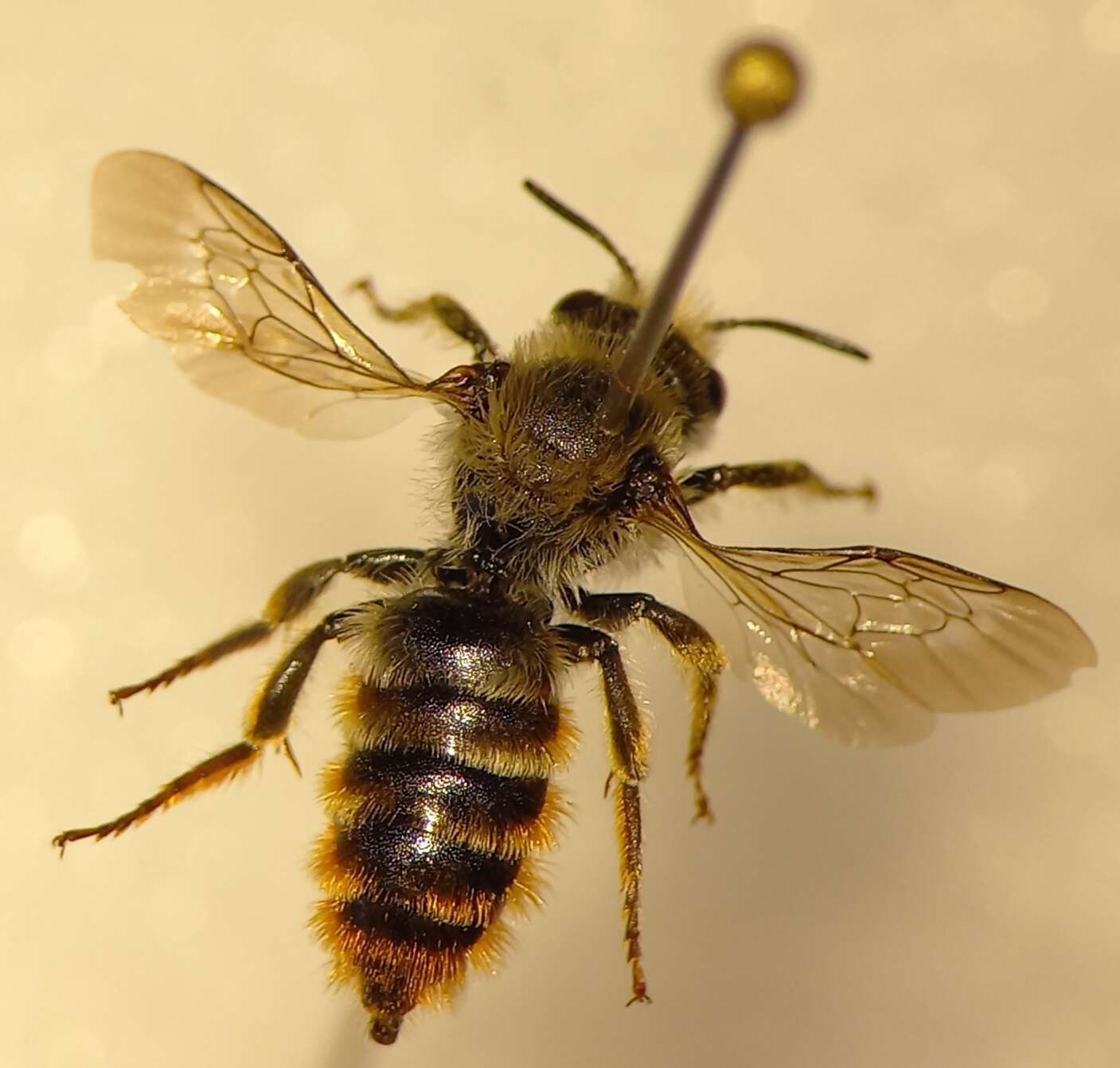 Image of Osmia rufohirta Latreille 1811