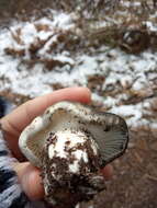 Hygrophorus marzuolus (Fr.) Bres. 1893的圖片