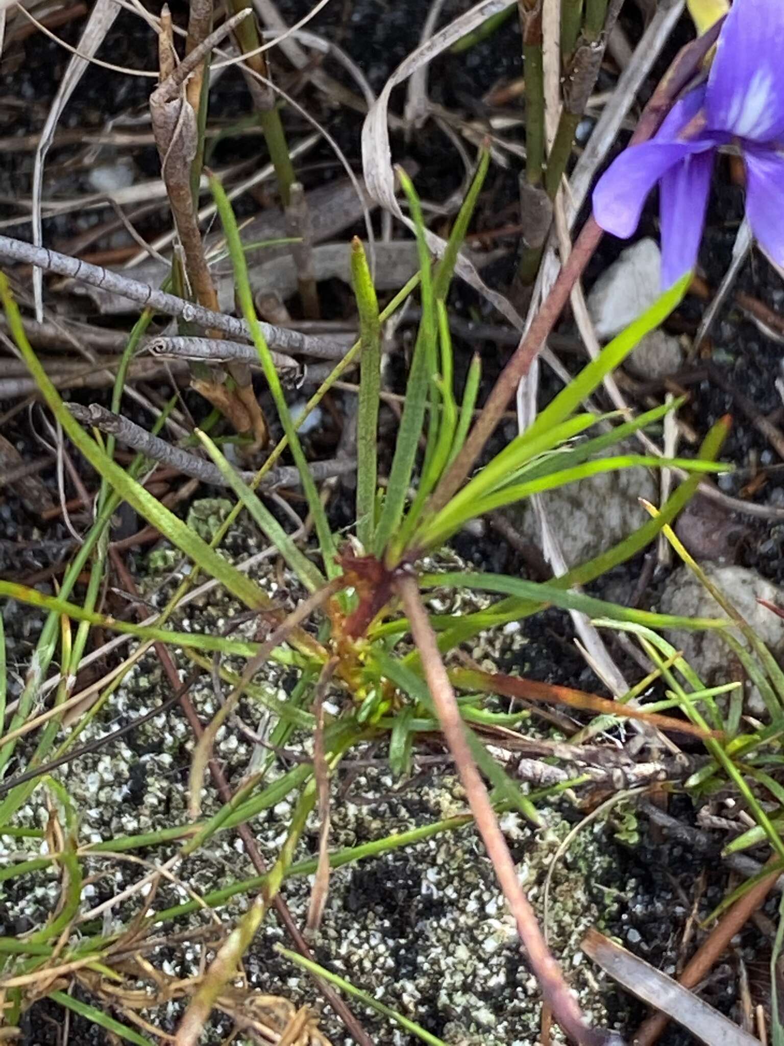 Image of Viola decumbens L. fil.