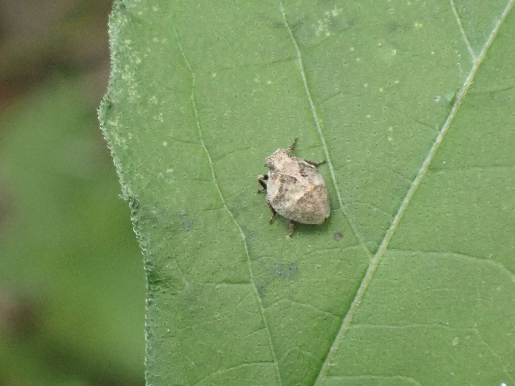 Image of Paralixes scutatus (Walker 1858)