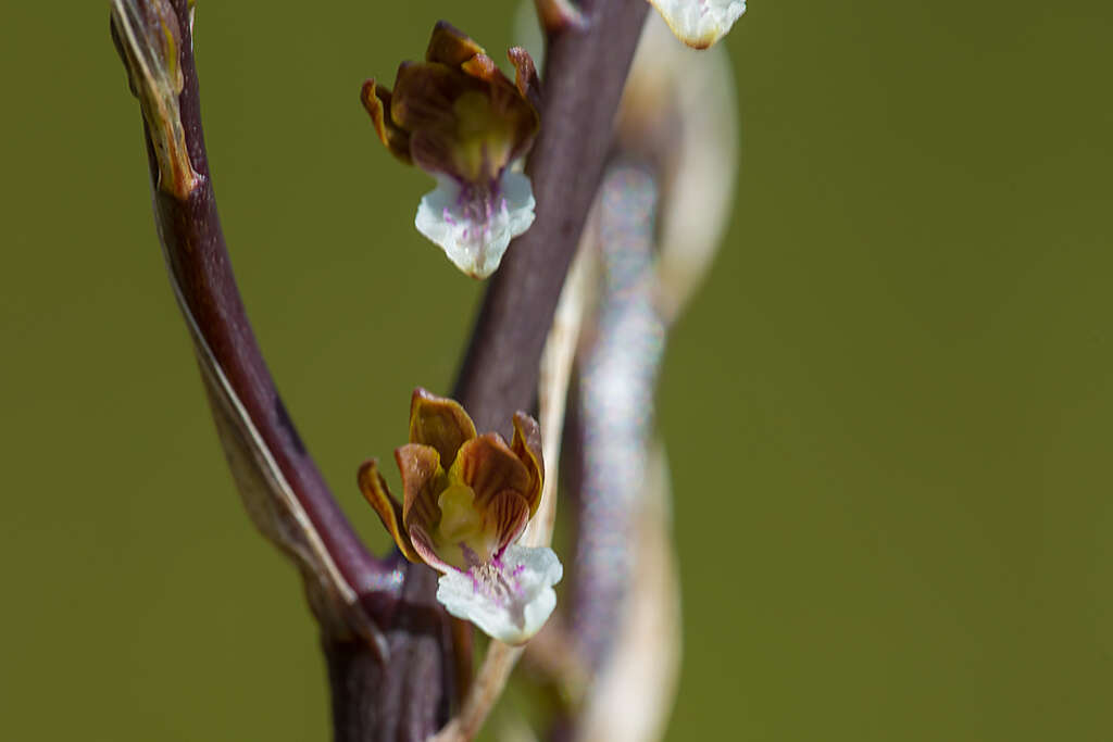 Image of Acrolophia micrantha (Lindl.) Pfitzer