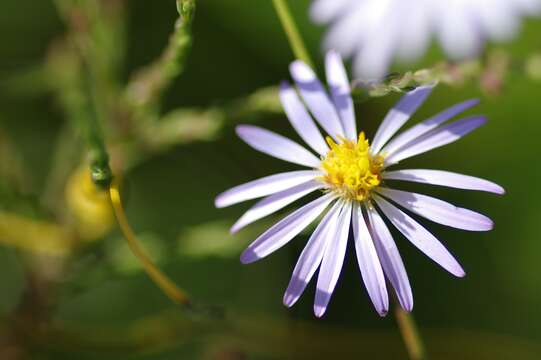 Image of scaleleaf aster