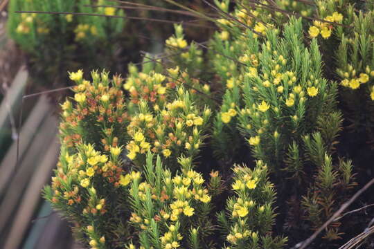 صورة Hypericum juniperinum (L. fil.) Kunth