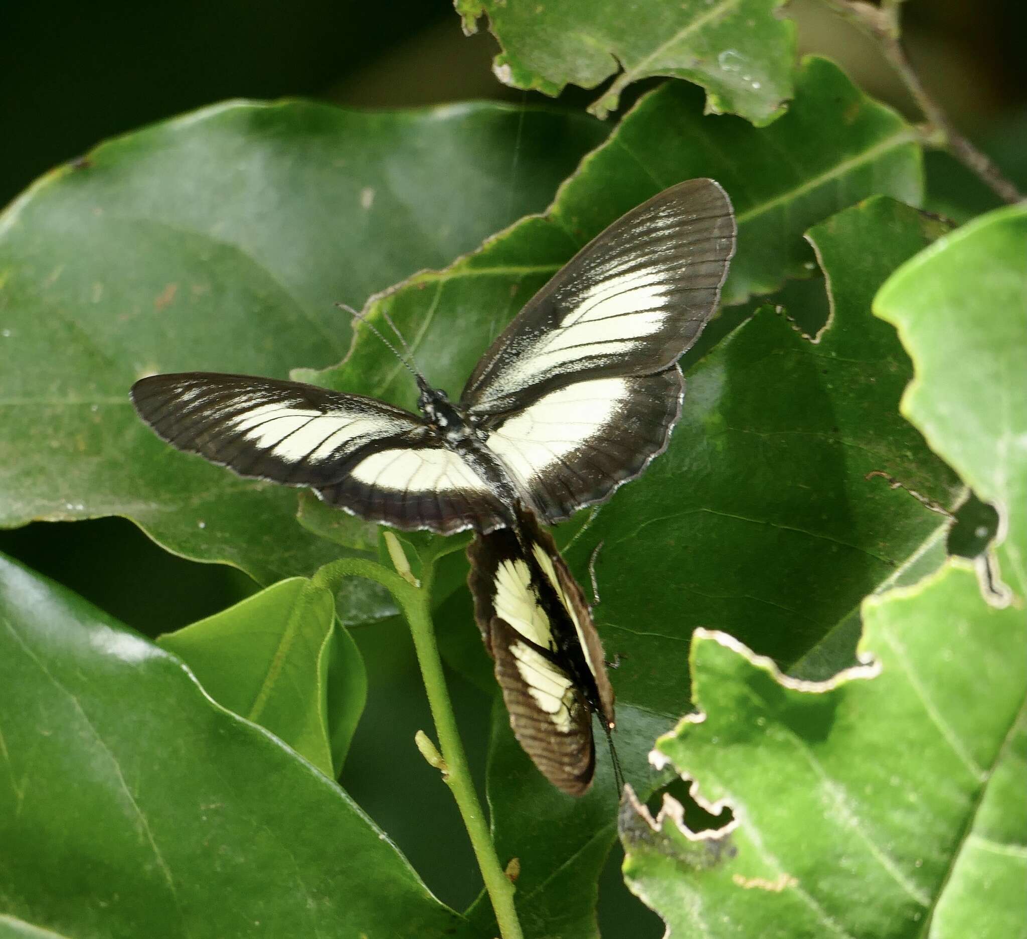 Image of Mesoxantha ethosea Drury 1782