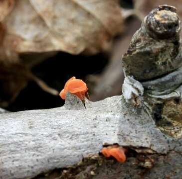 Imagem de Guepiniopsis buccina (Pers.) L. L. Kenn. 1959