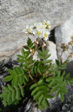 Image of Sorbaria pallasii (G. Don) Pojark.