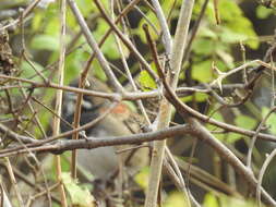 Image of Black-chested Sparrow