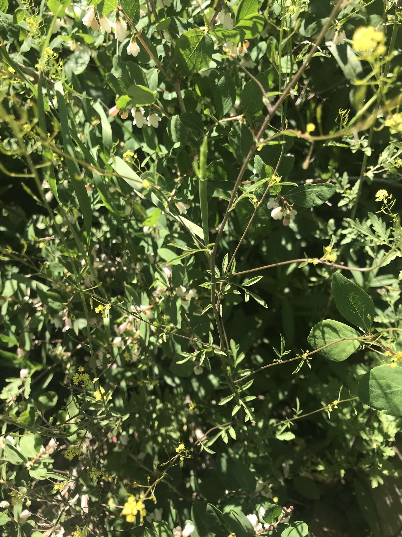 Image of California Tansy-mustard