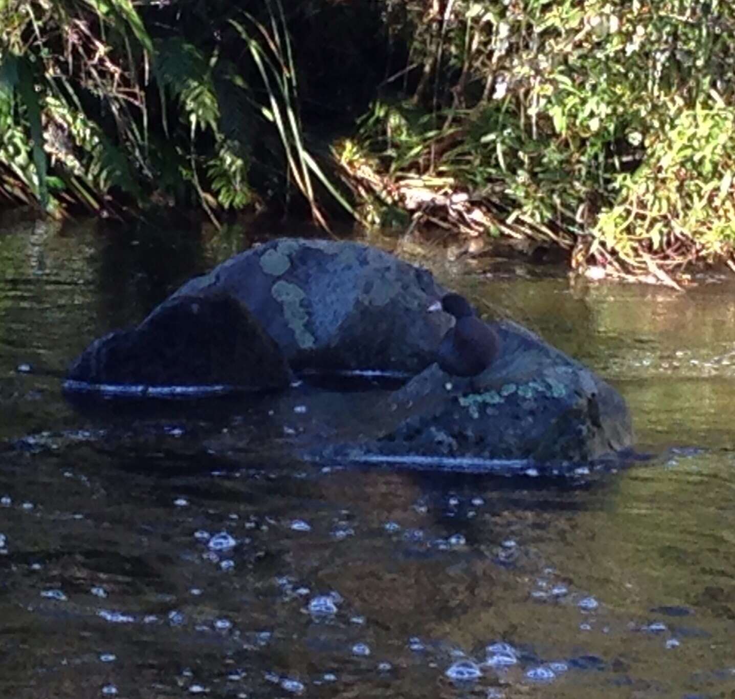 Image of Blue Duck