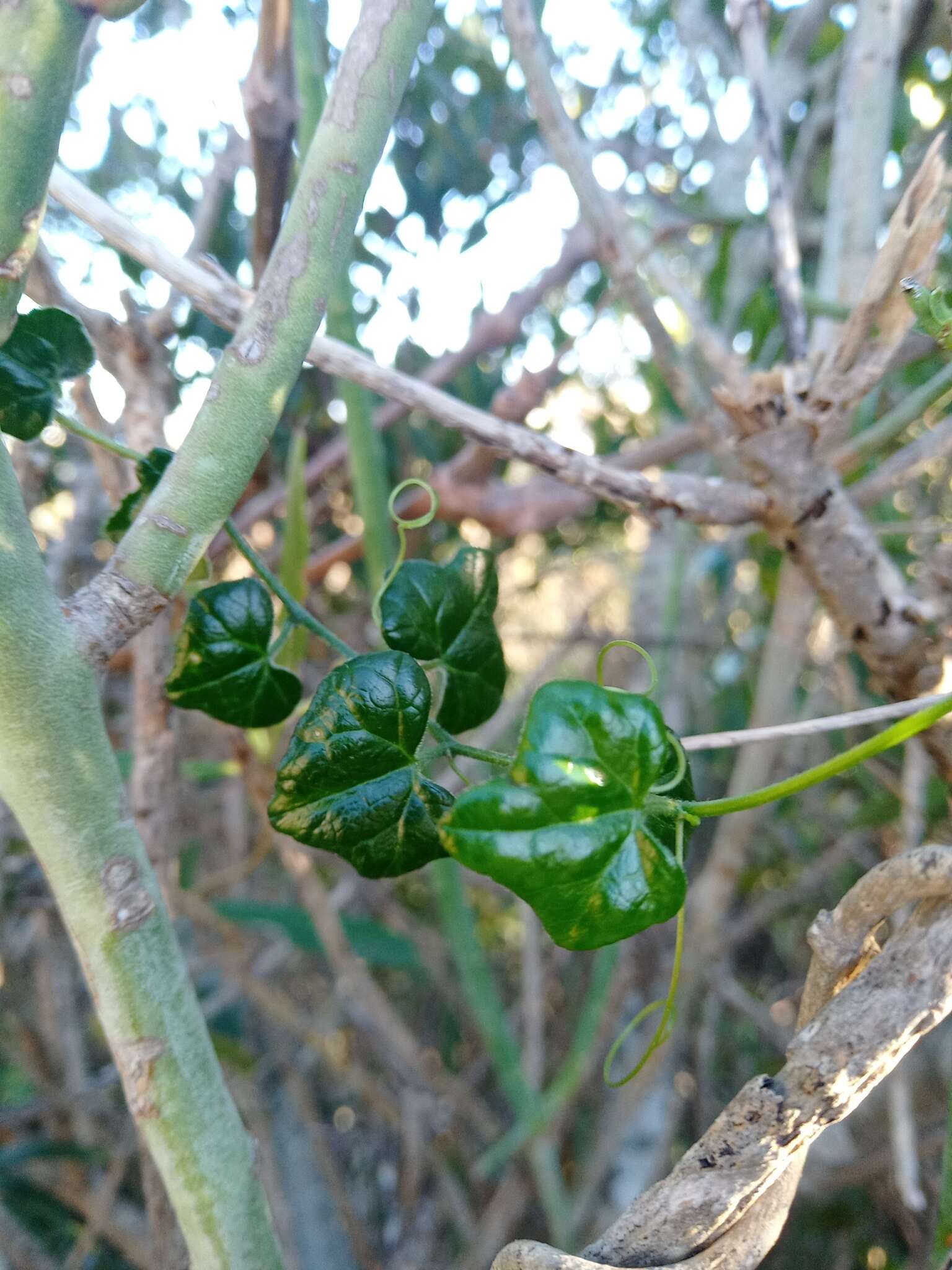 Image of Kedrostis nana (Lam.) Cogn.