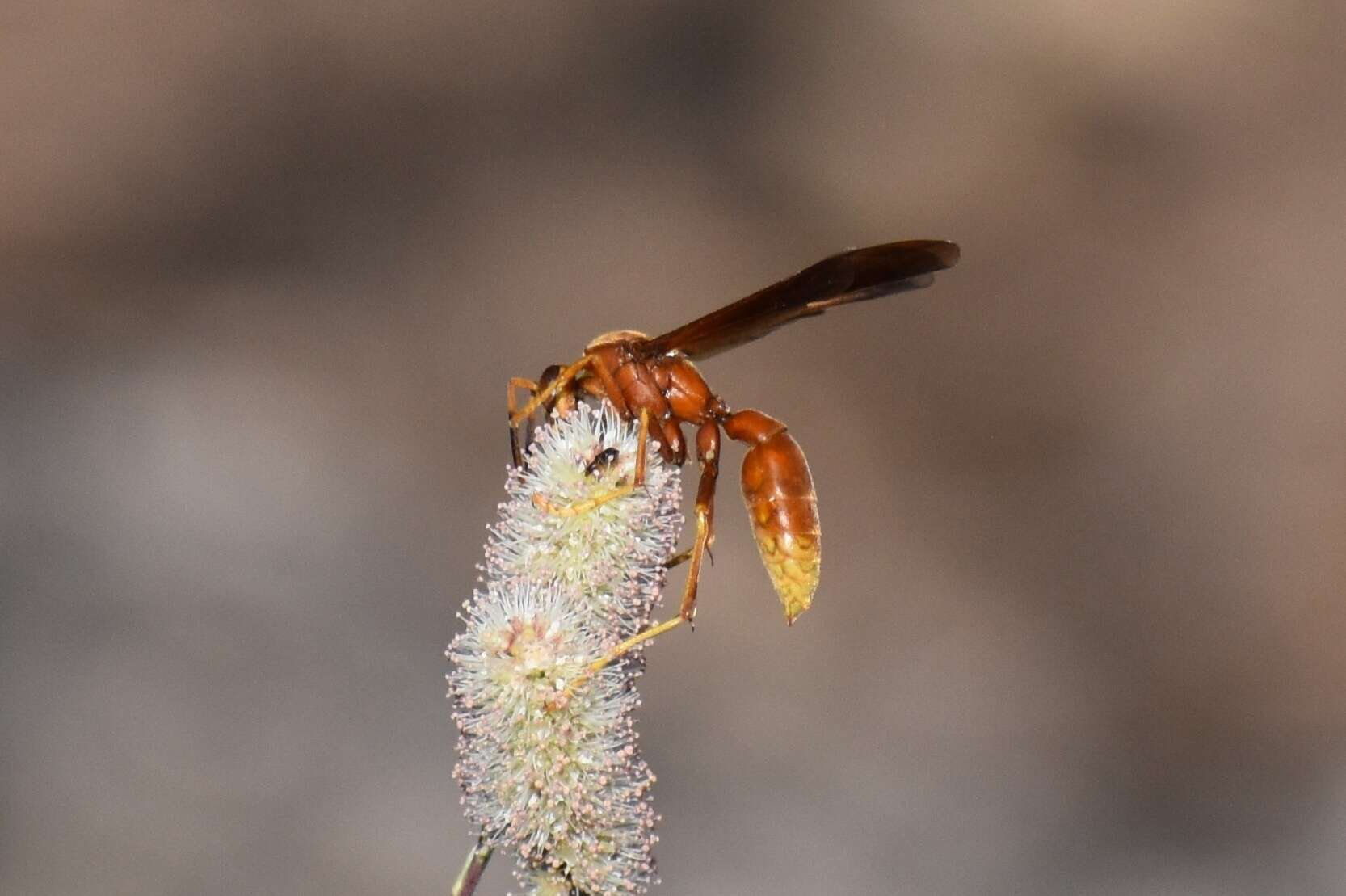 Image of Polistes kaibabensis Hayw. 1932