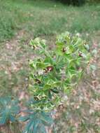 Image of Euphorbia characias subsp. characias