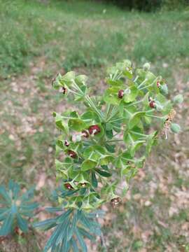 Euphorbia characias subsp. characias resmi