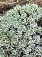 Image of Steamboat buckwheat