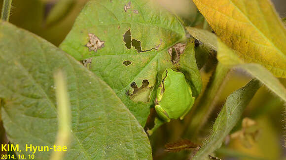 Image of Japanese Tree Frog