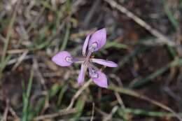 Image of Moraea elliotii Baker