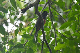 Image of Baird's Trogon