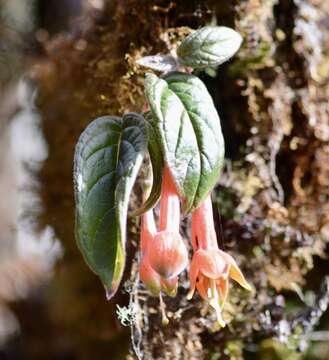 Image of Fuchsia apetala Ruiz & Pav.