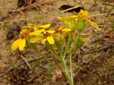 Image of Rocky Mountain groundsel