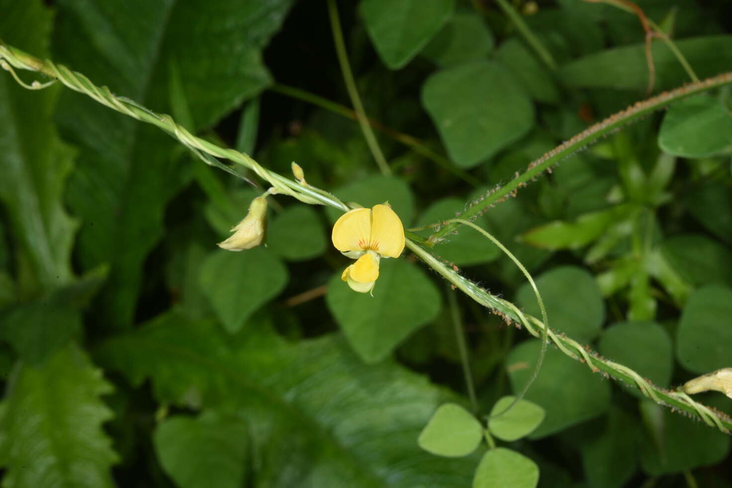 Dunbaria punctata (Wight & Arn.) Benth.的圖片