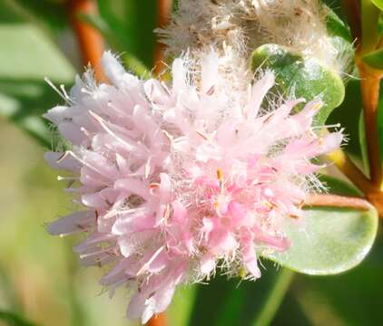 Image of Pimelea lanata R. Br.