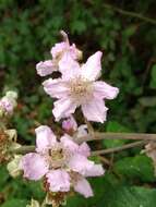 Image of Rubus ulmifolius var. ulmifolius