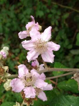 Image de Rubus ulmifolius var. ulmifolius