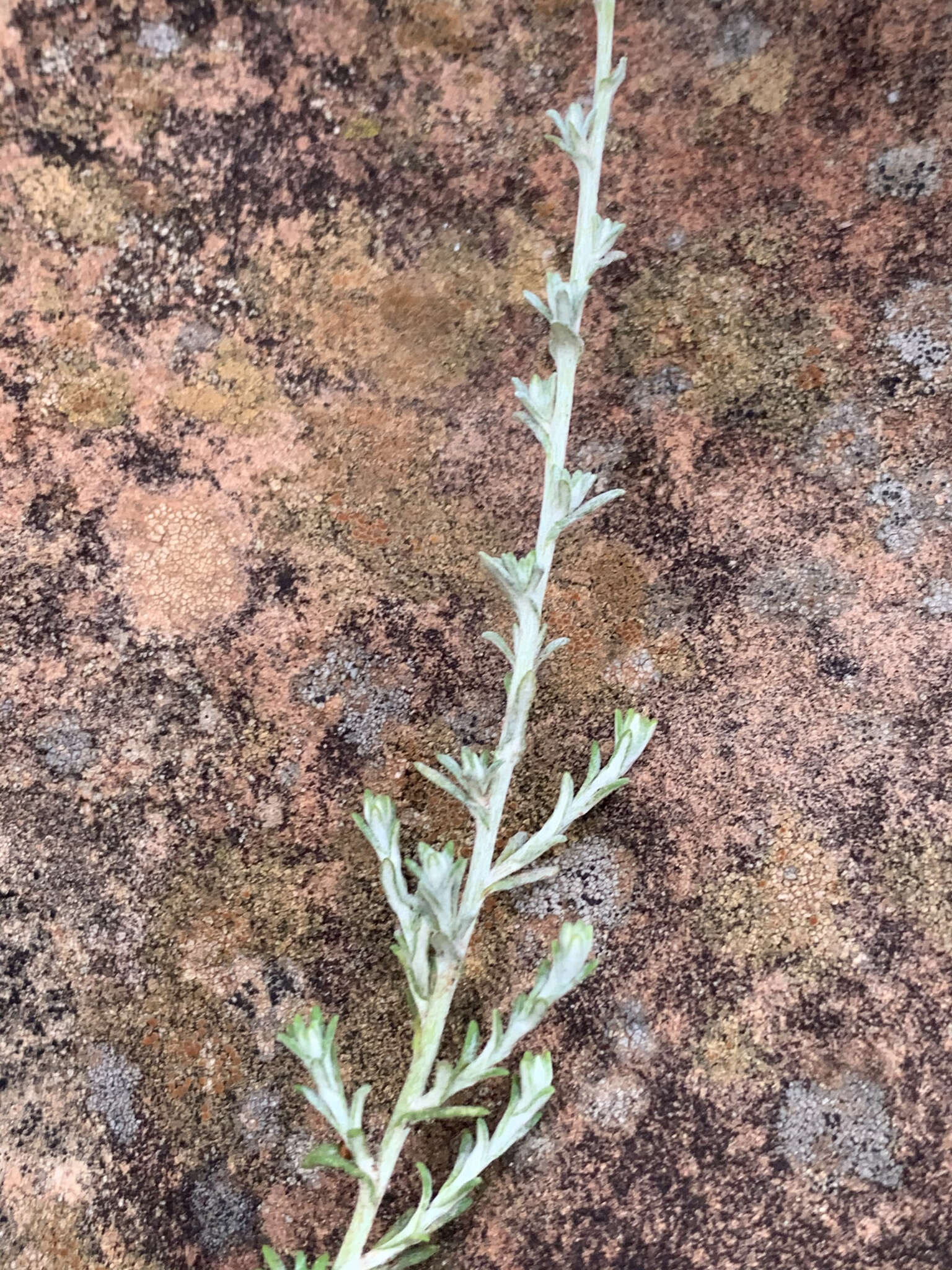 Image of Helichrysum dregeanum Harv. & Sond.