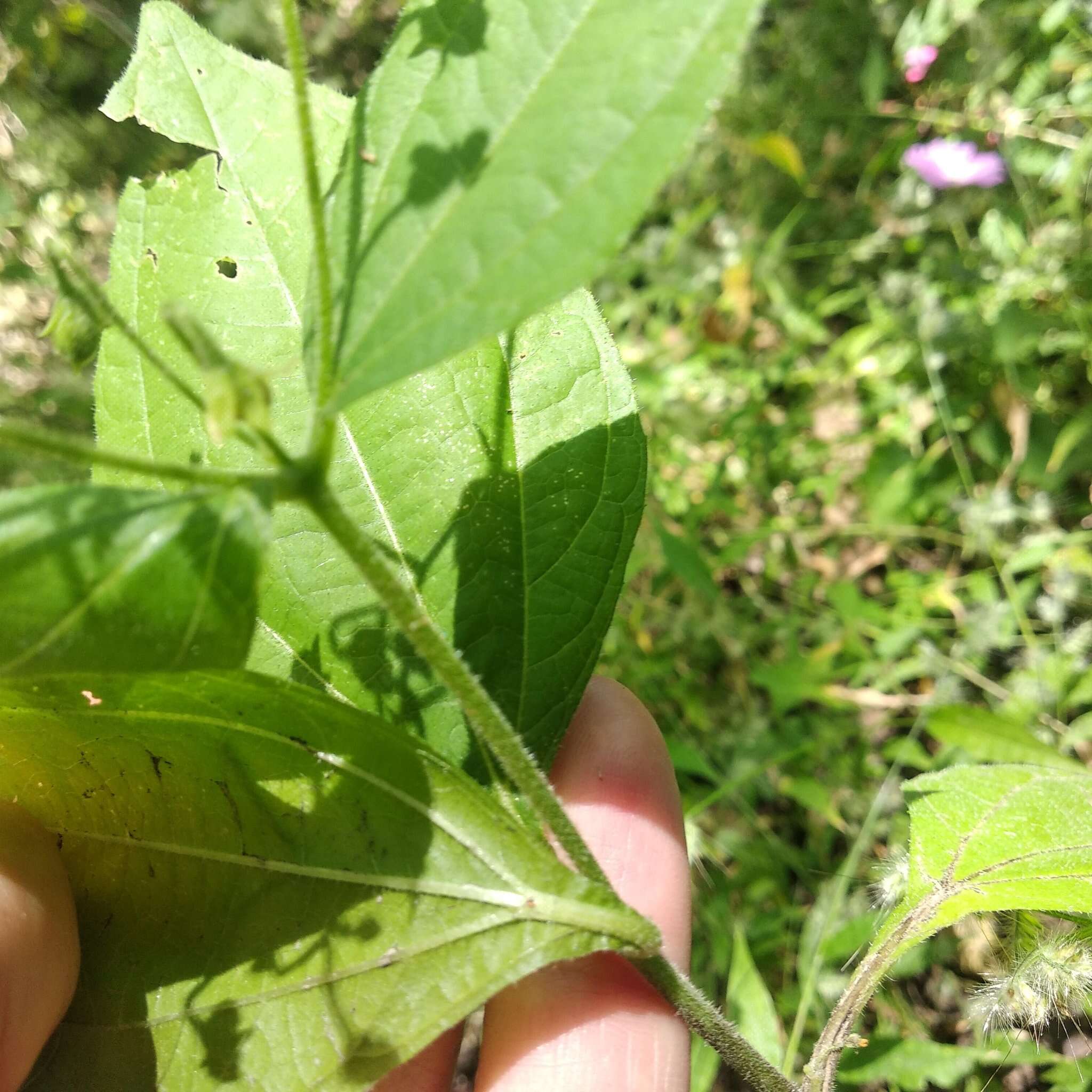 Image of Trigonospermum annuum Mc Vaugh & Laskowski