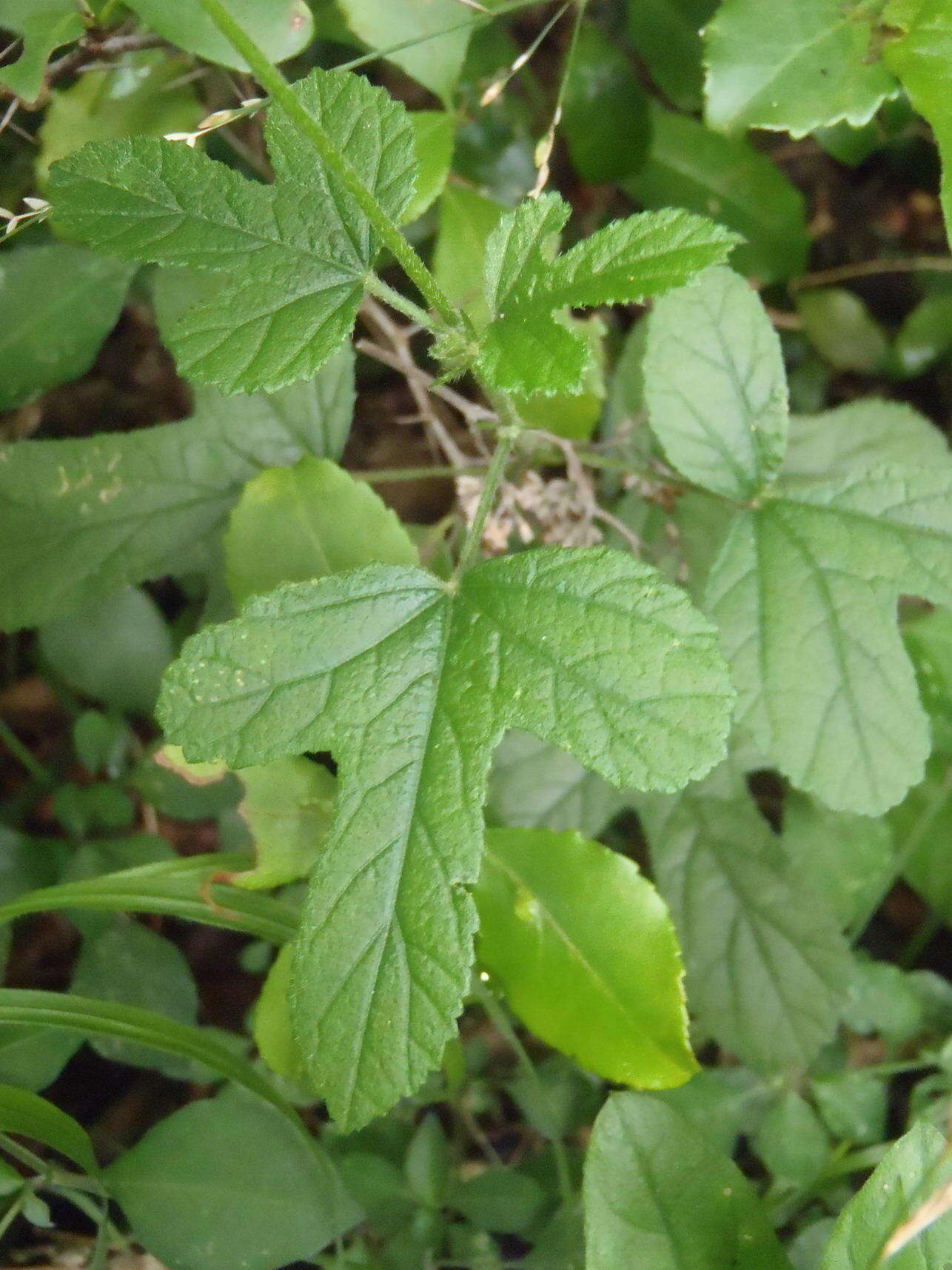 Image of Forest pink hibiscus