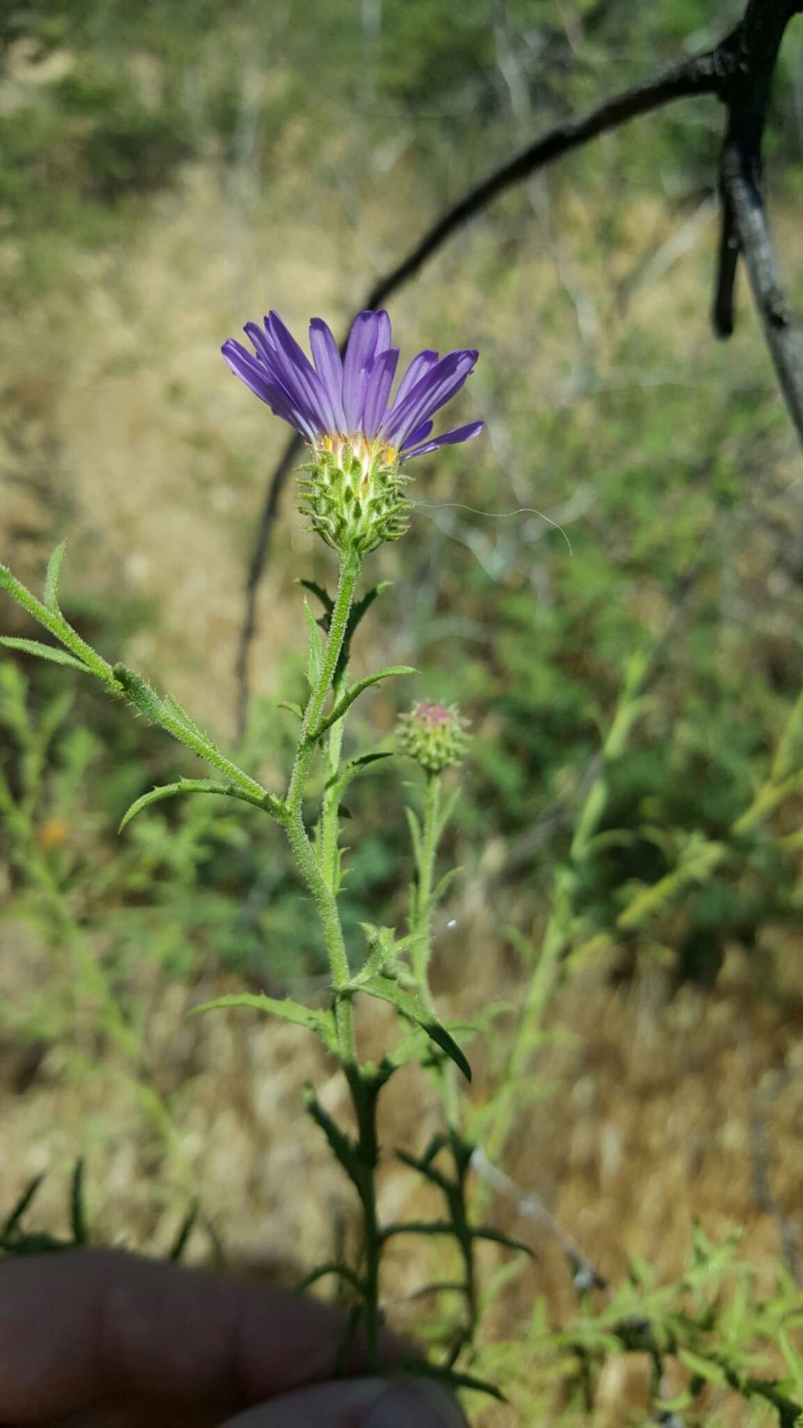 Imagem de Dieteria asteroides Torr.