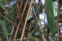 Image de Gobemouche bleu-ardoise