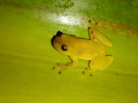 Sivun Phyllodytes edelmoi Peixoto, Caramaschi & Freire 2003 kuva