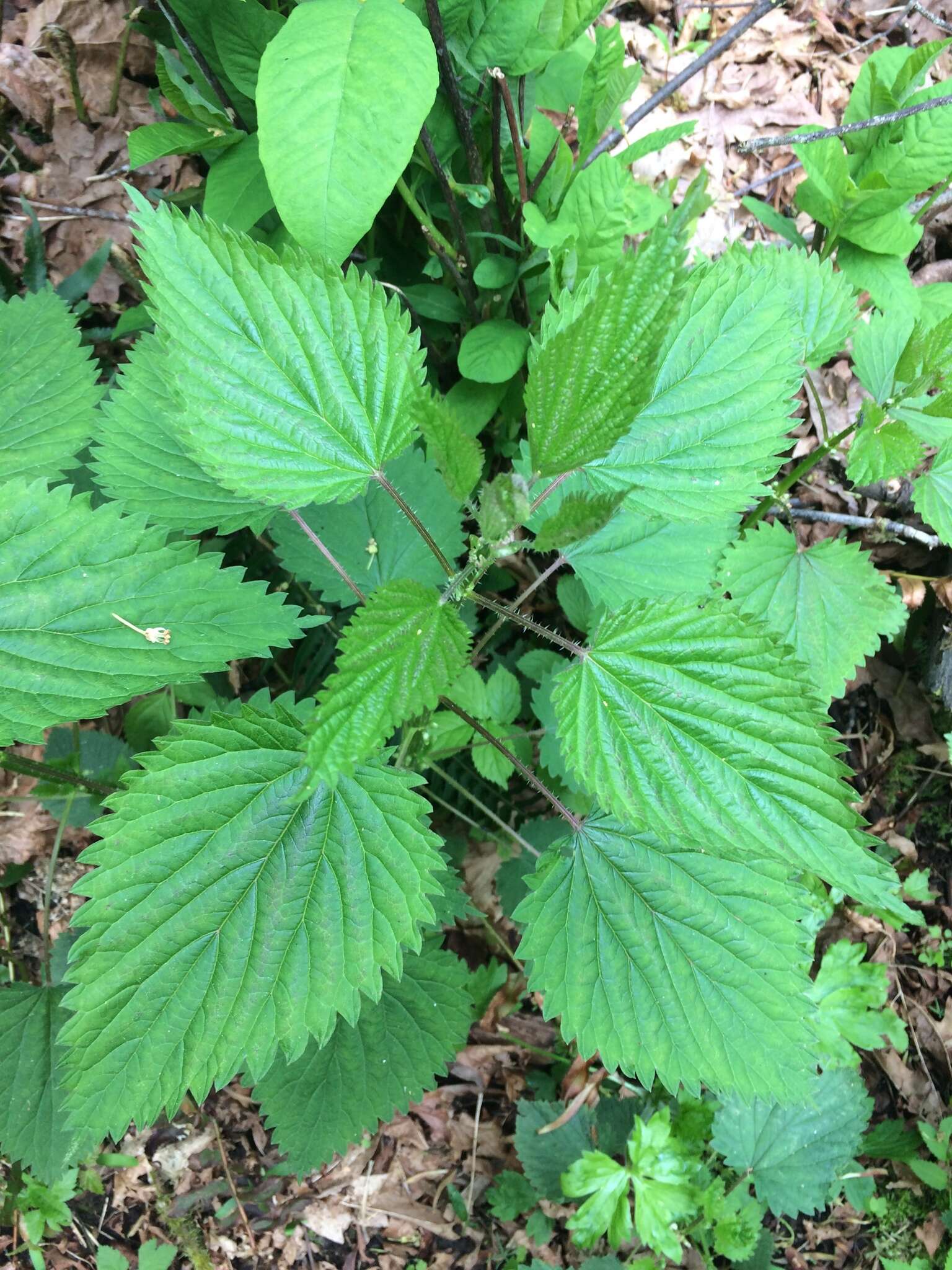 Urtica gracilis subsp. gracilis resmi