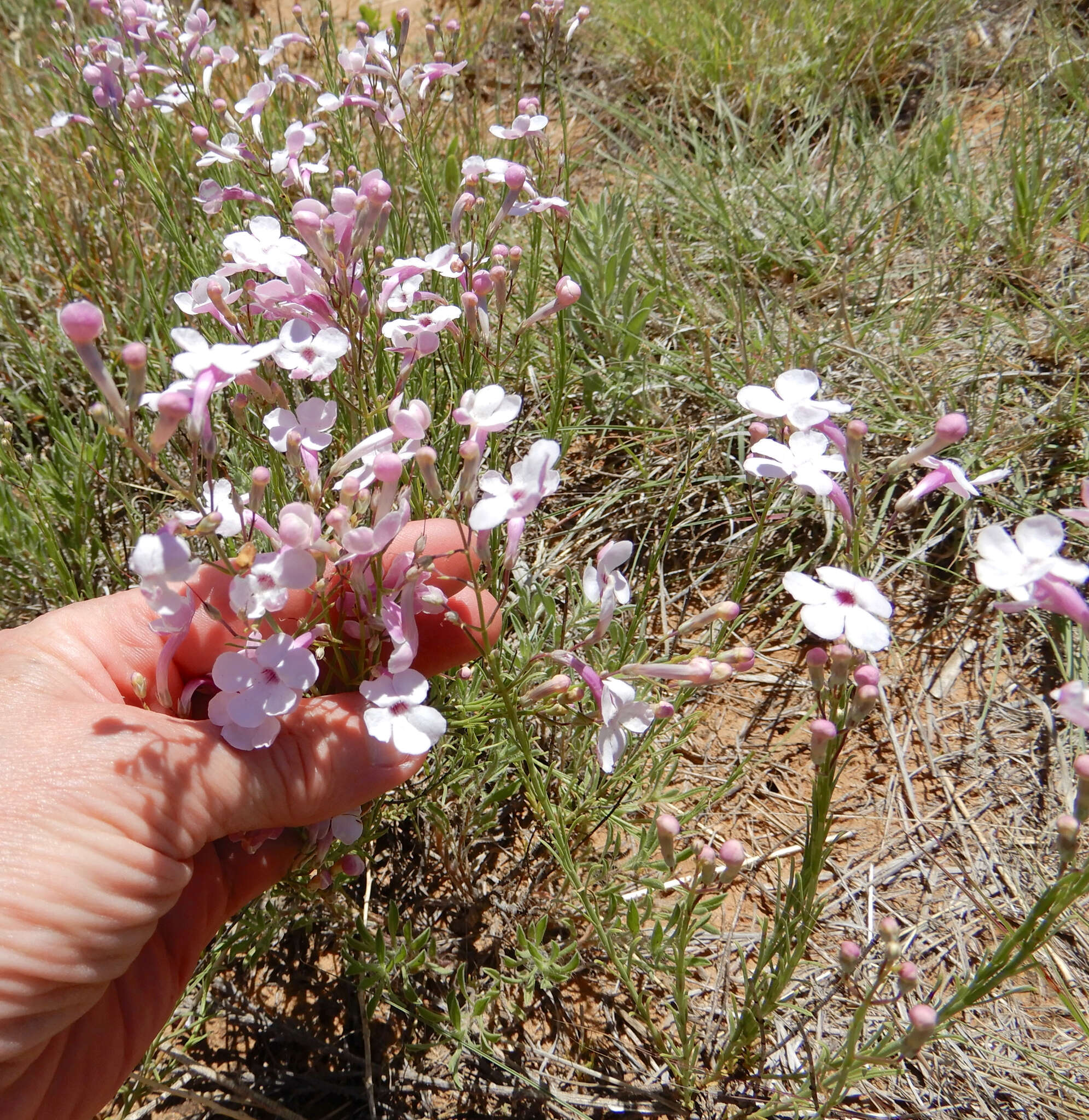 Image of gilia beardtongue