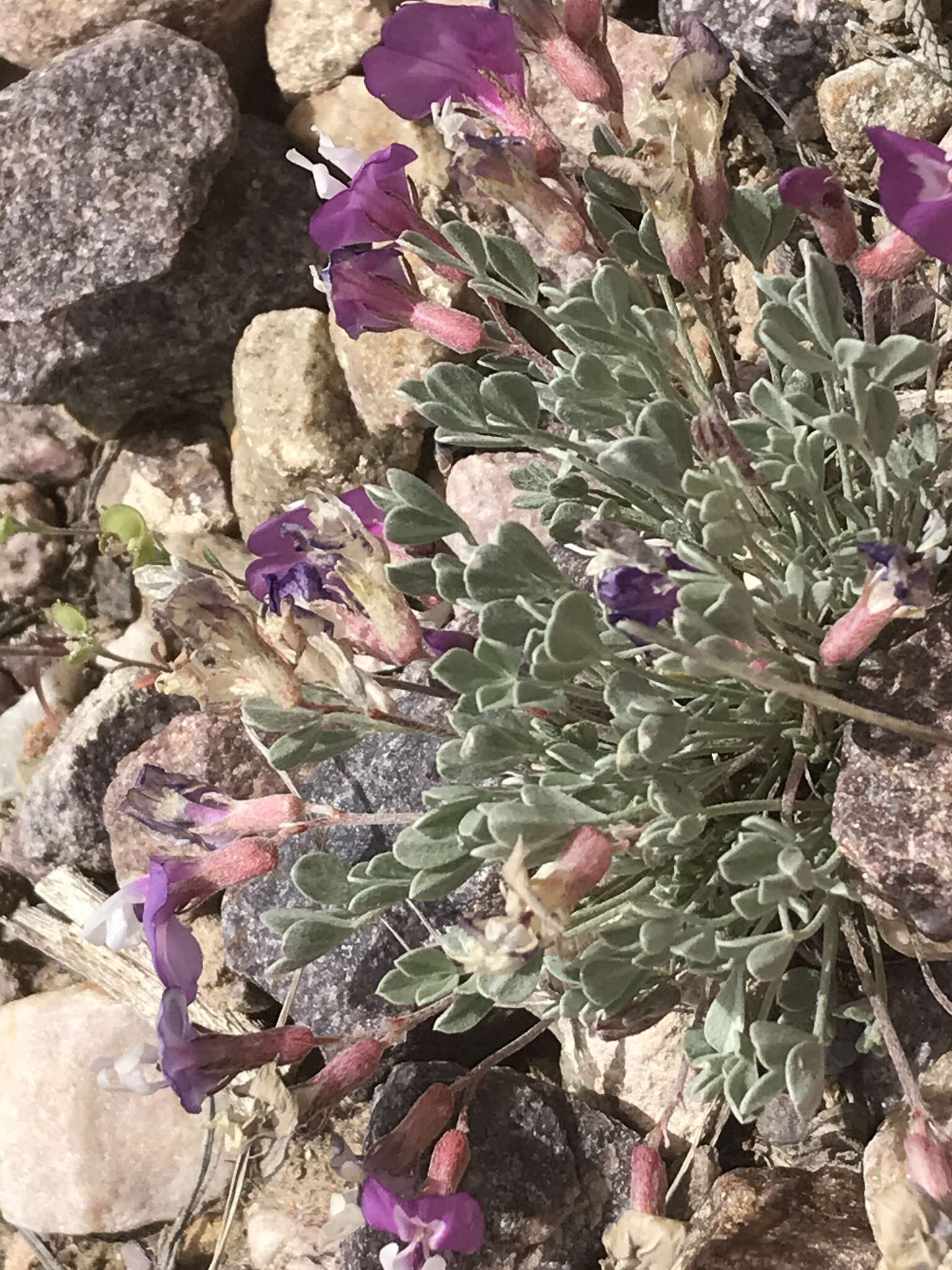 Image of <i>Astragalus <i>calycosus</i></i> var. calycosus