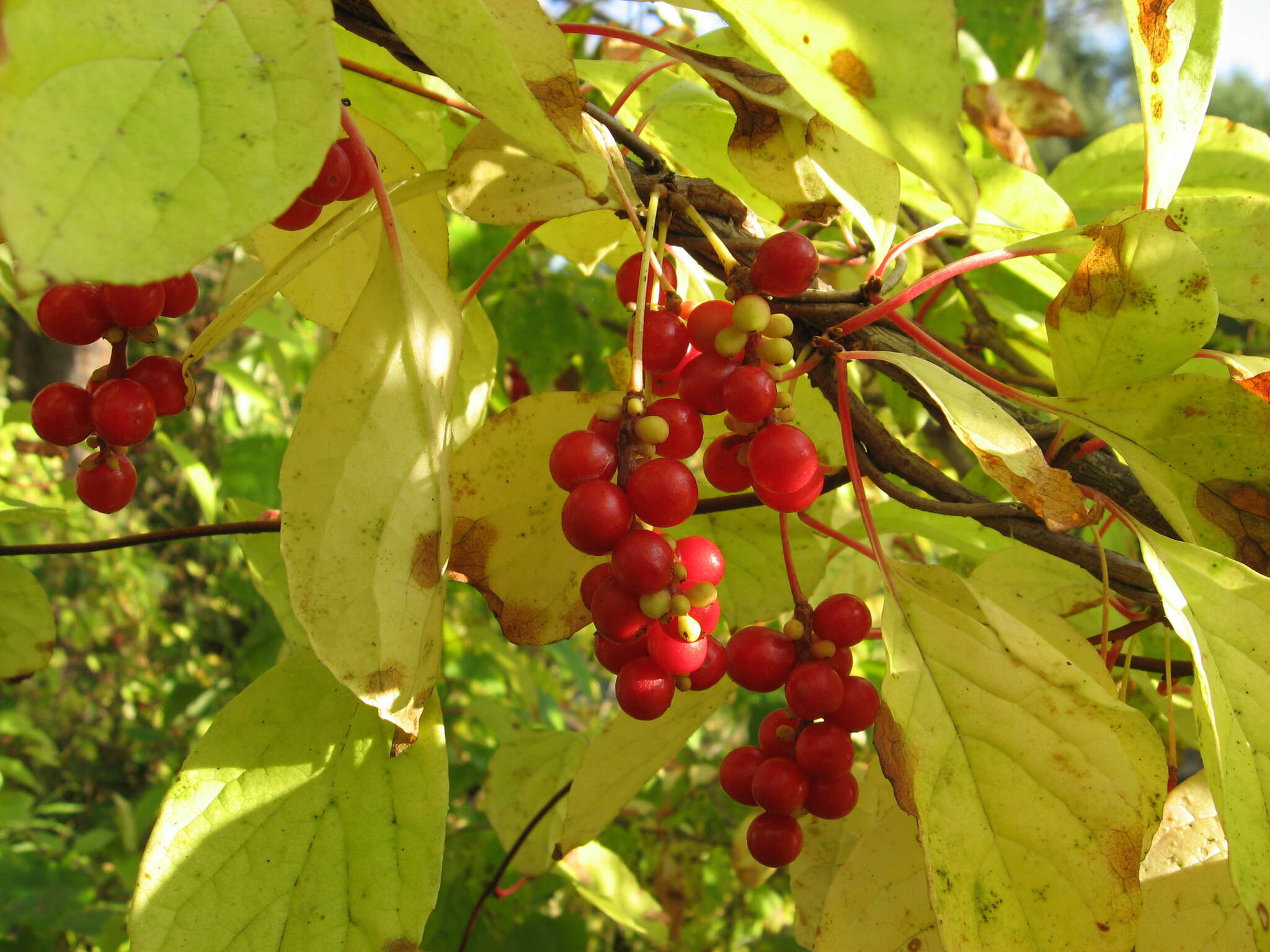 Image de Schisandra chinensis (Turcz.) Baill.