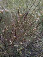 Image of spreading buckwheat