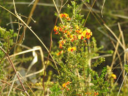 صورة Dillwynia phylicoides A. Cunn.