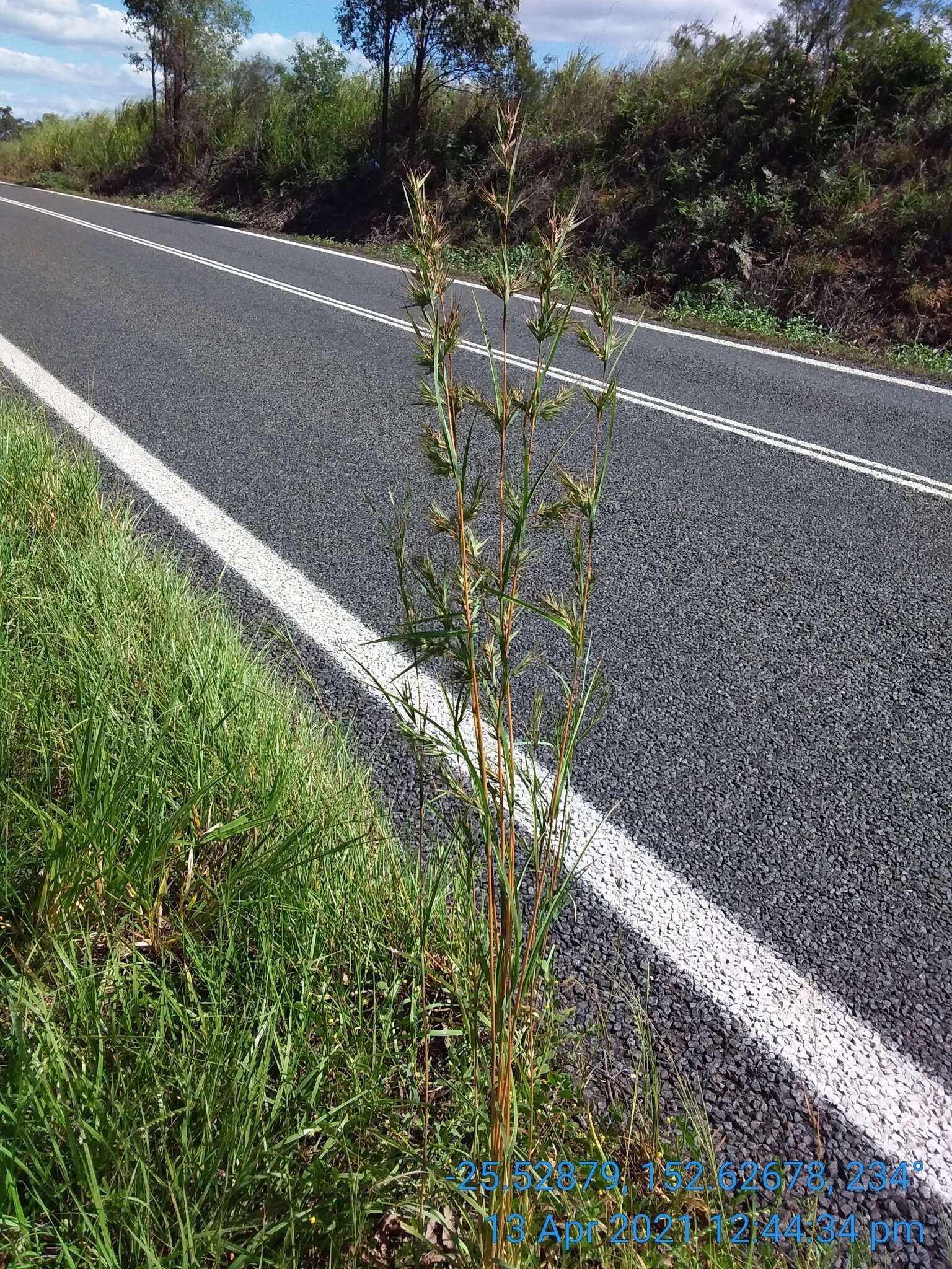 Themeda quadrivalvis (L.) Kuntze resmi