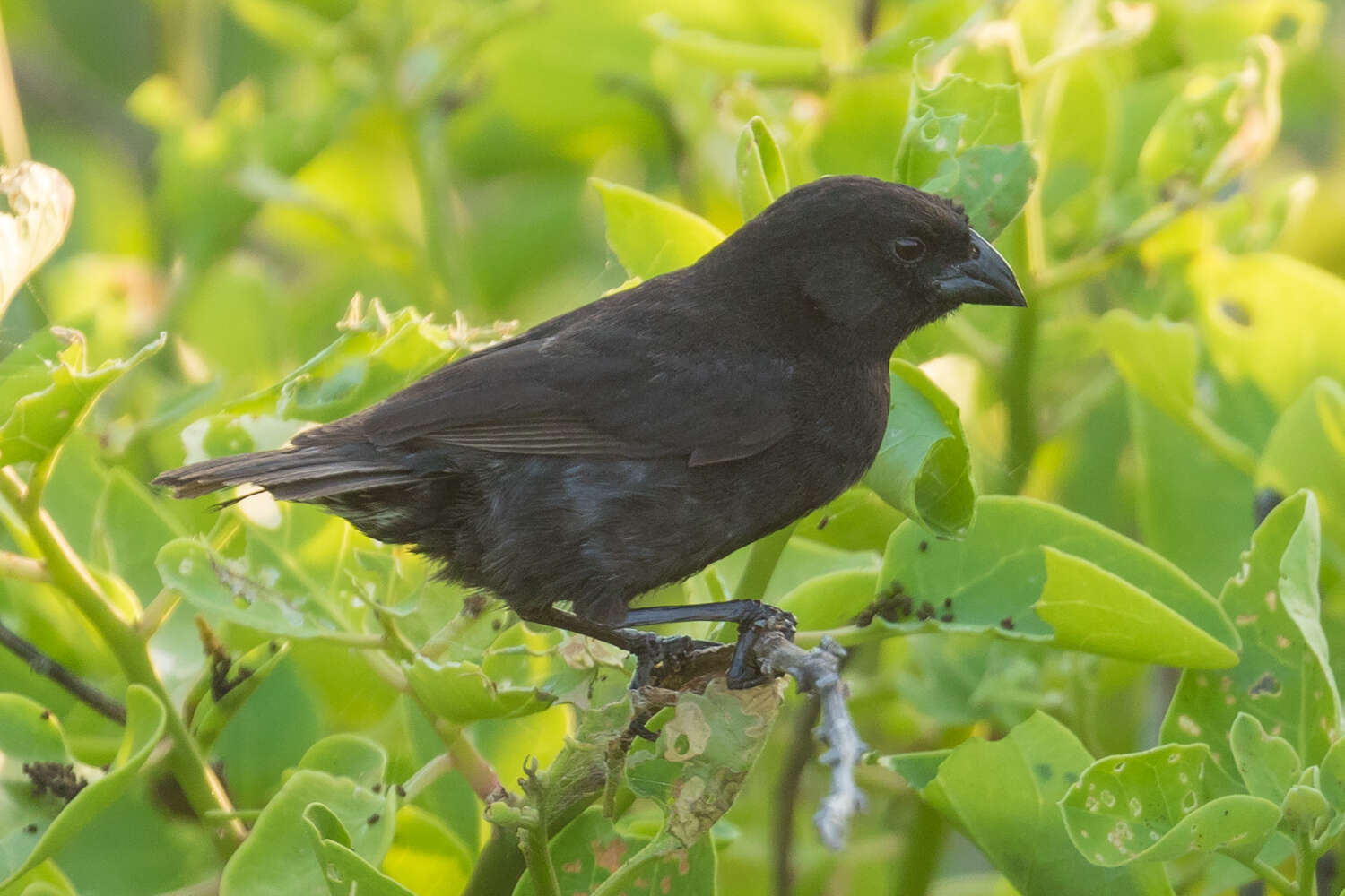 Image of Medium Ground Finch