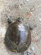 Image of Burmese Flapshell Turtle