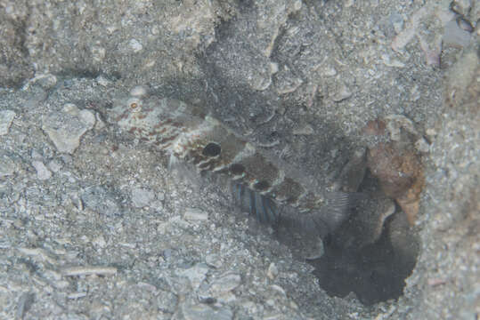 Image of Target shrimp goby