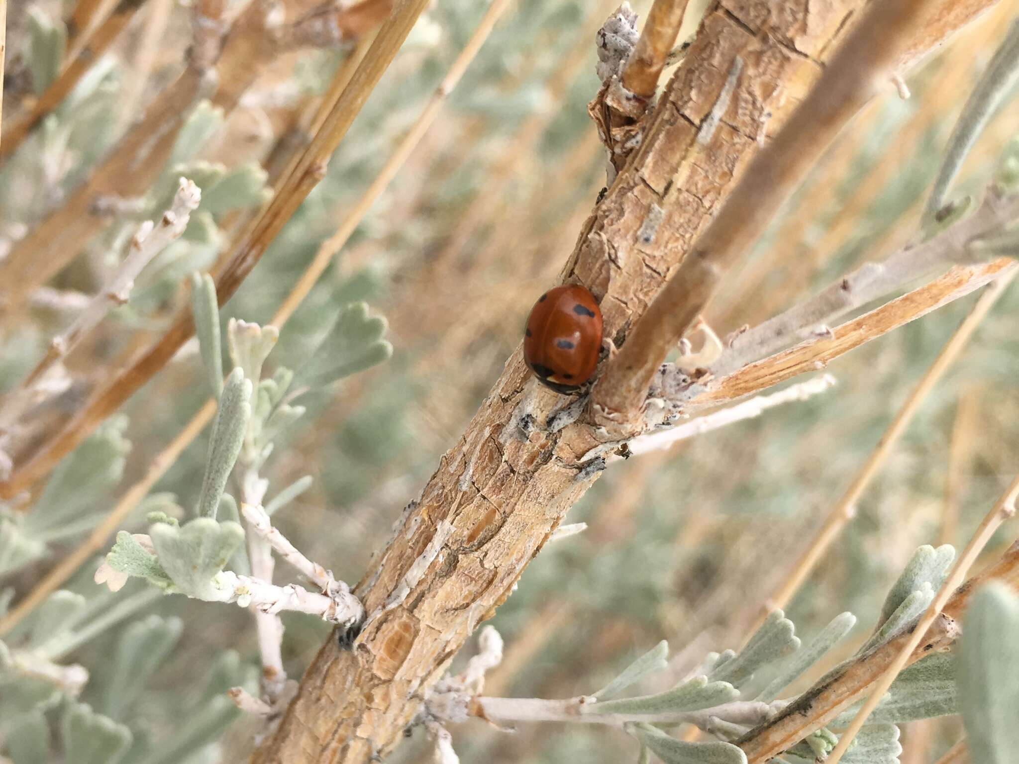 صورة Coccinella transversoguttata Faldermann 1835